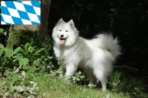Read more about the article Crescători de Samoyed și căței în Bavaria