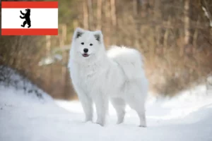 Read more about the article Crescători de Samoyed și căței în Berlin
