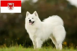 Read more about the article Crescători de Samoyed și căței în Brandenburg