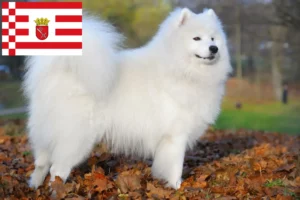 Read more about the article Crescători de Samoyed și căței în Bremen