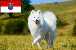 Read more about the article Crescători de Samoyed și căței în Hessen