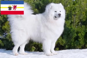 Read more about the article Crescători de Samoyed și căței în Mecklenburg-Vorpommern