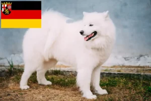 Read more about the article Crescători de Samoyed și căței în Renania-Palatinat
