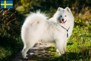 Read more about the article Crescători și căței Samoyed în Suedia