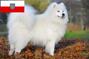 Read more about the article Crescători de Samoyed și căței în Thuringia
