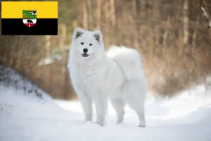 Read more about the article Crescători de Samoyed și căței în Saxonia-Anhalt