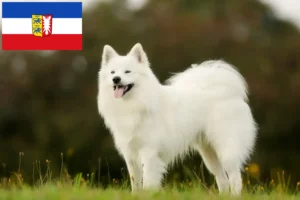 Read more about the article Crescători de Samoyed și căței în Schleswig-Holstein