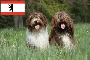 Read more about the article Schapendoes crescători și căței în Berlin