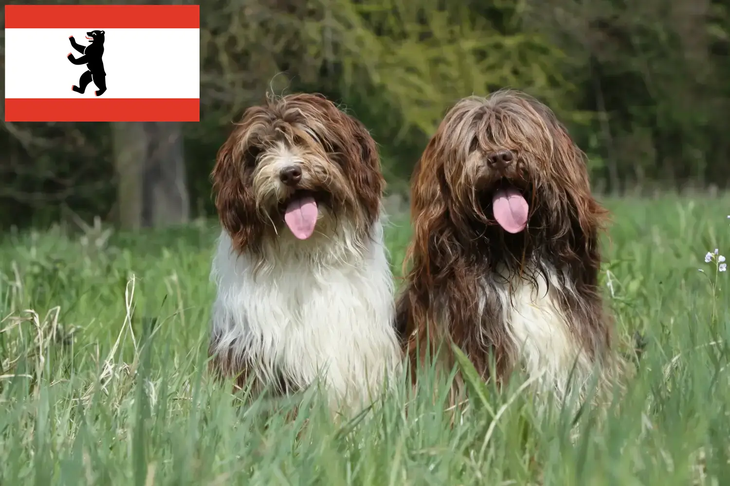 Read more about the article Schapendoes crescători și căței în Berlin