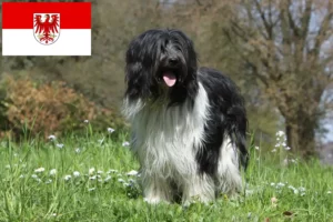 Read more about the article Schapendoes crescători și căței în Brandenburg