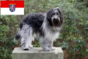 Read more about the article Schapendoes crescători și căței în Hessen