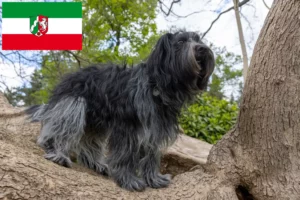 Read more about the article Schapendoes crescători și căței în Renania de Nord-Westfalia