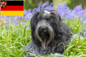 Read more about the article Schapendoes crescători și căței în Renania-Palatinat