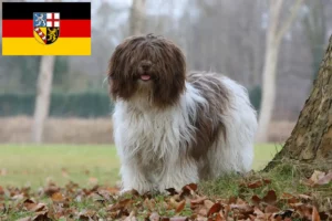 Read more about the article Schapendoes crescători și căței în Saarland