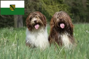 Read more about the article Schapendoes crescători și căței în Saxonia