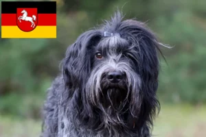Read more about the article Schapendoes crescători și căței în Saxonia Inferioară