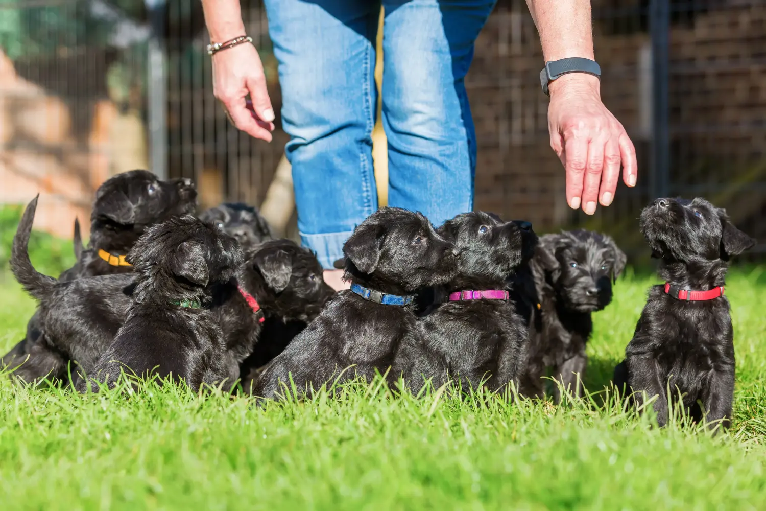 Cumpărarea unui cățel Schnauzer înseamnă asumarea responsabilității! Cumpărați cățeluși Schnauzer.