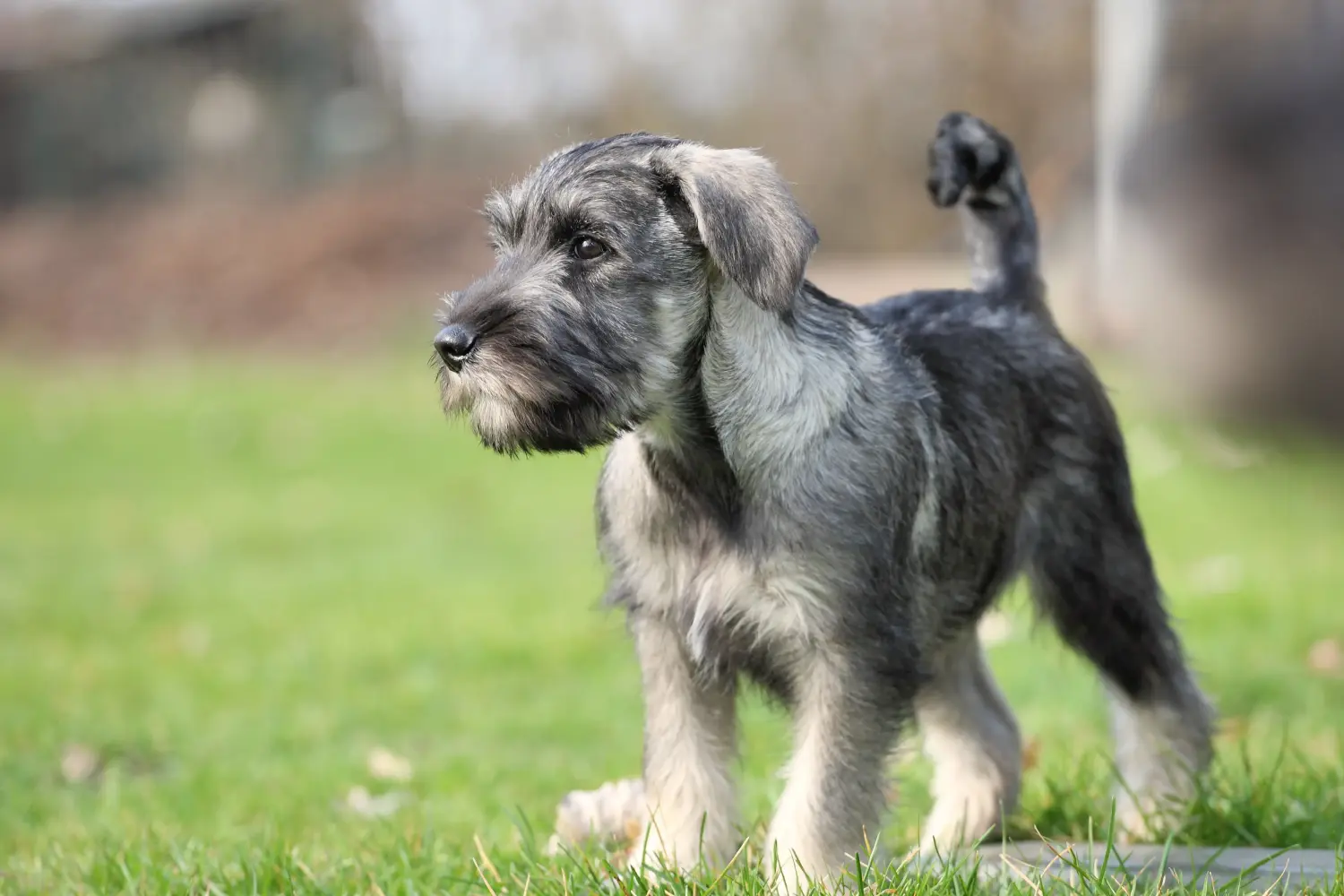 Cumpărarea unui cățel Schnauzer înseamnă asumarea responsabilității! Cumpărați cățeluși Schnauzer.