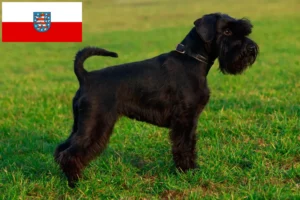 Read more about the article Schnauzer crescători și căței în Thuringia