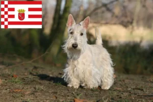 Read more about the article Scottish Terrier crescători și căței în Bremen