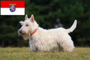Read more about the article Scottish Terrier crescători și căței în Hessen