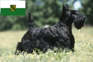 Read more about the article Scottish Terrier crescători și căței în Saxonia