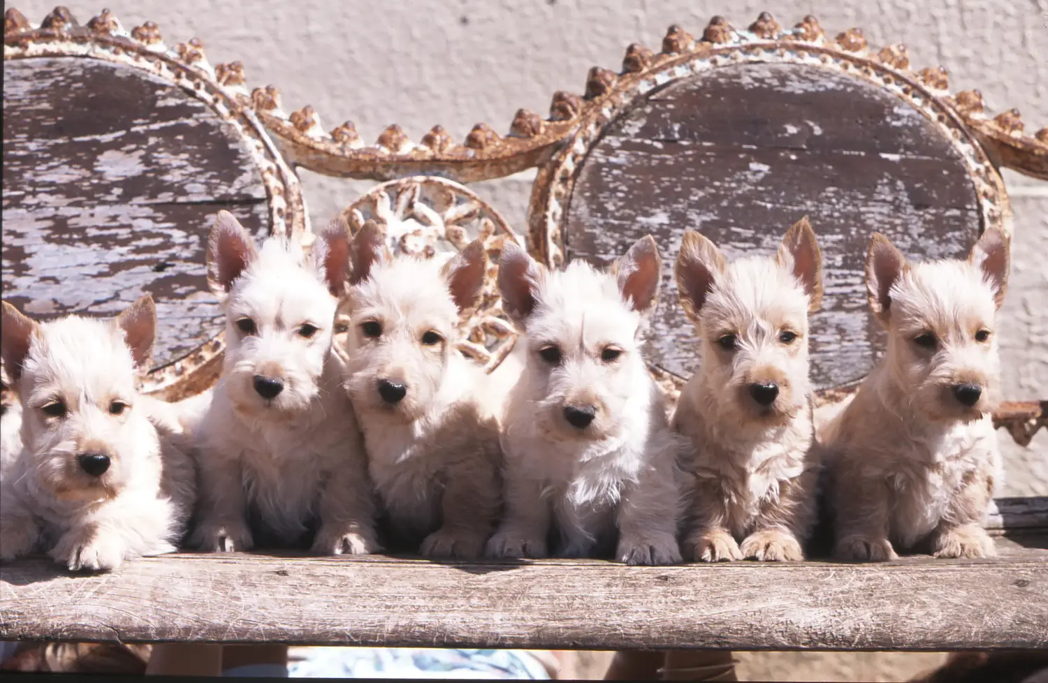 Cumpărarea unui cățel Scottish Terrier înseamnă asumarea responsabilității! Cumpărați cățeluși Scottish Terrier.