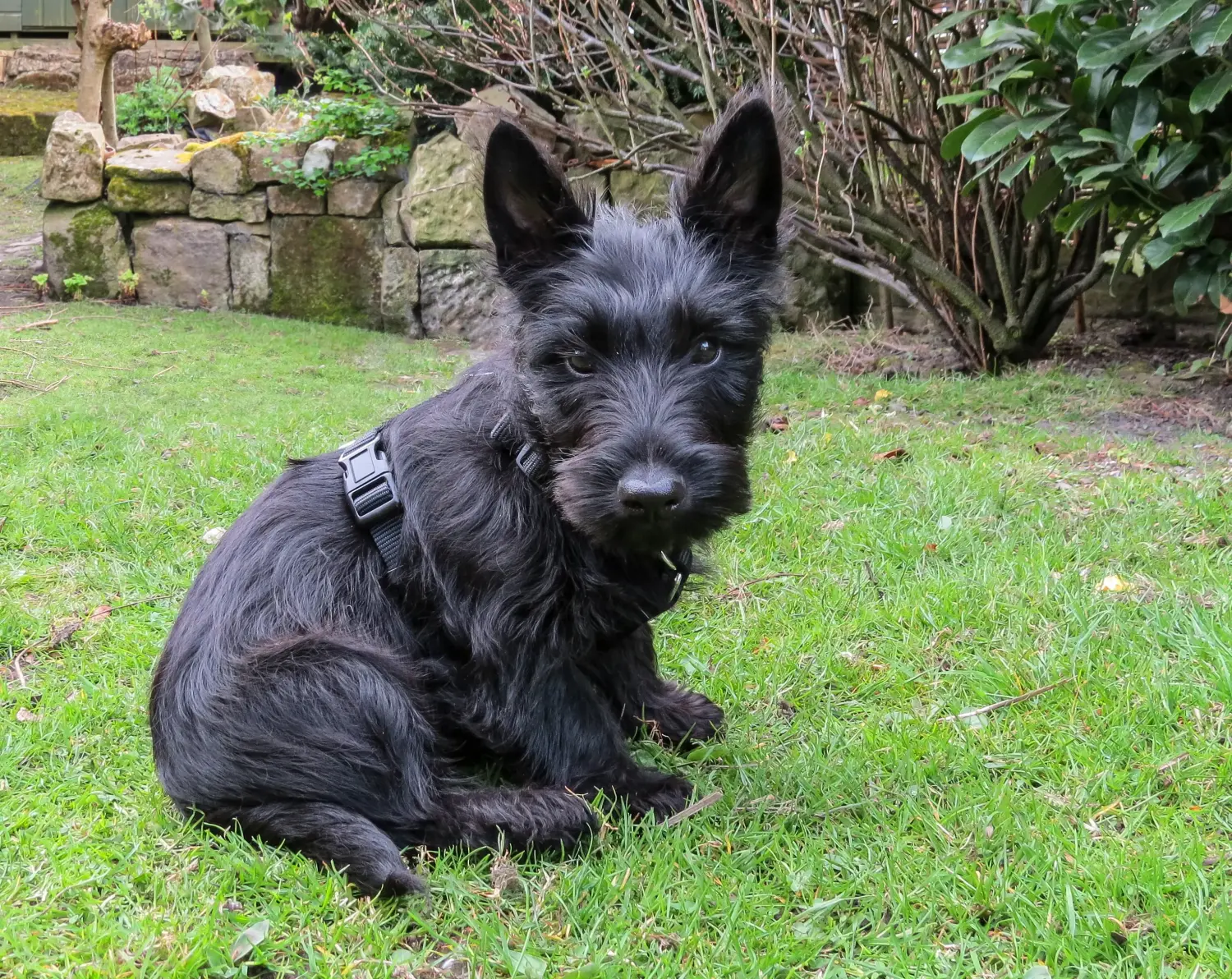 Cumpărarea unui cățel Scottish Terrier înseamnă asumarea responsabilității! Cumpărați cățeluși Scottish Terrier.