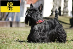 Read more about the article Scottish Terrier crescători și căței în Baden-Württemberg
