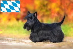 Read more about the article Scottish Terrier crescători și căței în Bavaria