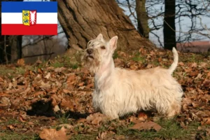 Read more about the article Scottish Terrier crescători și căței în Schleswig-Holstein