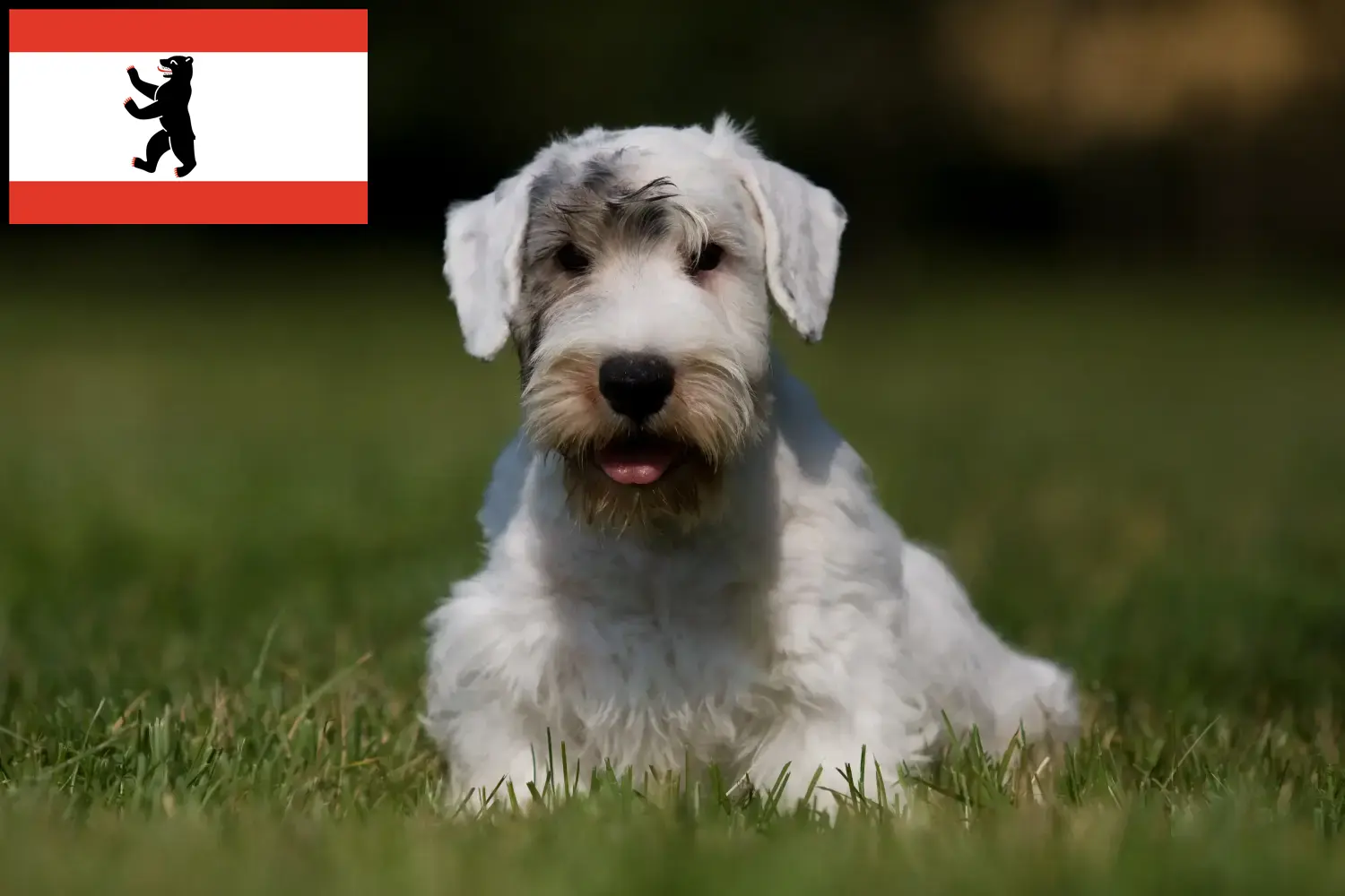 Read more about the article Sealyham Terrier crescători și căței în Berlin