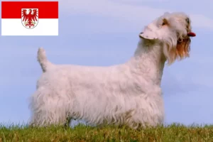Read more about the article Sealyham Terrier crescători și căței în Brandenburg