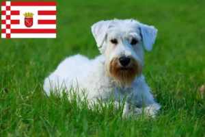 Read more about the article Sealyham Terrier crescători și căței în Bremen