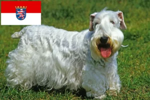 Read more about the article Sealyham Terrier crescători și căței în Hessen