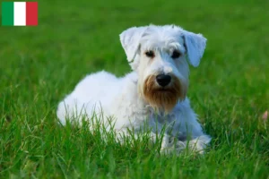 Read more about the article Sealyham Terrier crescători și căței în Italia