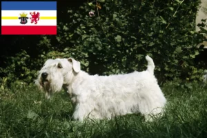 Read more about the article Sealyham Terrier crescători și căței în Mecklenburg-Vorpommern