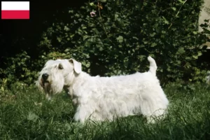 Read more about the article Sealyham Terrier crescători și căței în Polonia