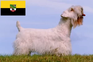 Read more about the article Sealyham Terrier crescători și căței în Saxonia-Anhalt