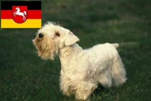 Read more about the article Sealyham Terrier crescători și căței în Saxonia Inferioară