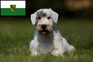 Read more about the article Sealyham Terrier crescători și căței în Saxonia