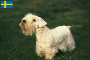 Read more about the article Sealyham Terrier crescători și căței în Suedia