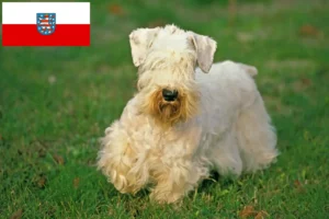 Read more about the article Sealyham Terrier crescători și căței în Thuringia