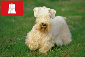 Read more about the article Sealyham Terrier crescători și căței în Hamburg