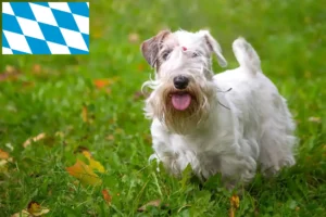 Read more about the article Sealyham Terrier crescători și căței în Bavaria