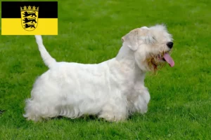Read more about the article Sealyham Terrier crescători și căței în Baden-Württemberg