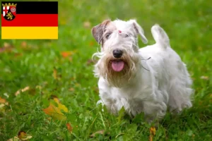 Read more about the article Sealyham Terrier crescători și căței în Renania-Palatinat