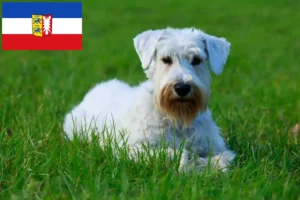 Read more about the article Sealyham Terrier crescători și căței în Schleswig-Holstein