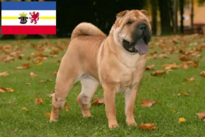 Read more about the article Shar-Pei crescători și căței în Mecklenburg-Vorpommern