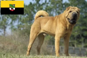 Read more about the article Shar-Pei crescători și căței în Saxonia-Anhalt
